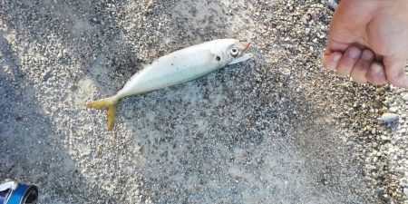 ライトショアジギング