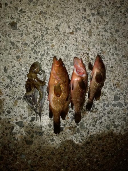 ロックフィッシュと時々イカ