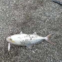 ライトショアジギング