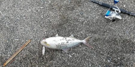 ライトショアジギング