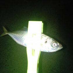 ナイトあーじ＆たーちー