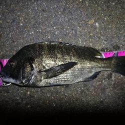 南港カモメ大橋ヘチ釣行 （真チヌ47cm！、キビレチヌ、 釣果他有り）