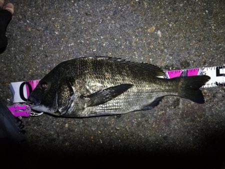 南港カモメ大橋ヘチ釣行 （真チヌ47cm！…