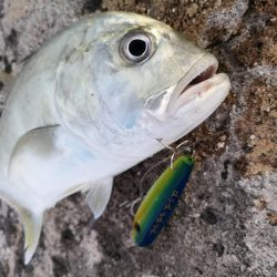 早朝より2バイト1ヒットでロウニンアジ