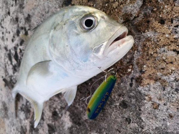 早朝より2バイト1ヒットでロウニンアジ