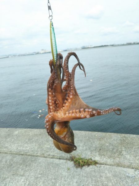 南港渡船で色々釣査