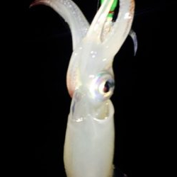 台風前にケンサキ狙い