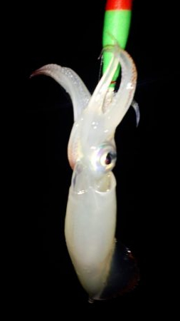 台風前にケンサキ狙い