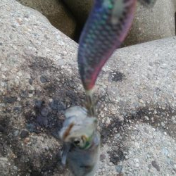 超激濁りの中、アオリ1杯