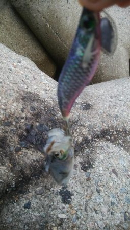 超激濁りの中、アオリ1杯