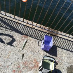 サヨリ よく釣れました