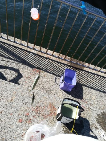 サヨリ よく釣れました