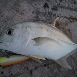 港から自作ポッパーでギンガメアジ