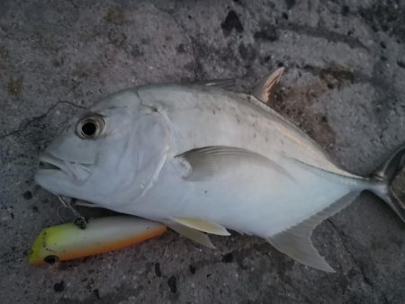 港から自作ポッパーでギンガメアジ