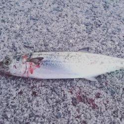 鯖、鯖、鯖、サゴシ♪