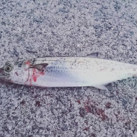 鯖、鯖、鯖、サゴシ♪