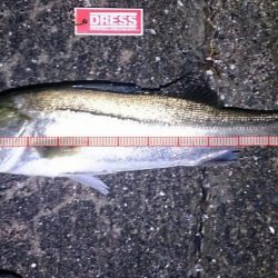 シーバスゲーム