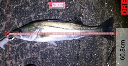 シーバスゲーム