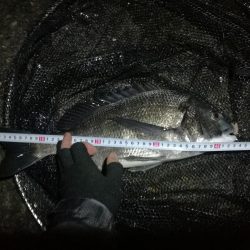 南港カモメ大橋ヘチ釣行 （真チヌ44cm、小キビレチヌ、 釣果）