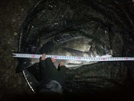 南港カモメ大橋ヘチ釣行 （真チヌ44cm、小キビレチヌ、 釣果）