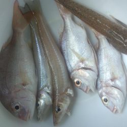 ｷｽ釣れました！