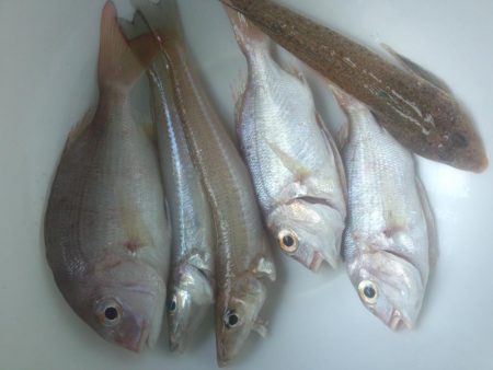 ｷｽ釣れました！