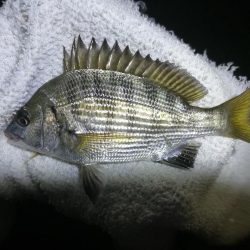 南港フェリーヘチ釣り （渋かった、小キビレ、小真チヌ 他釣果）