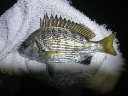 南港フェリーヘチ釣り （渋かった、小キビレ…