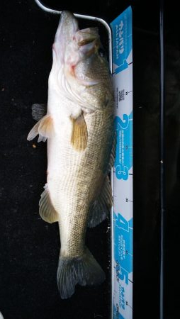 台風あと琵琶湖