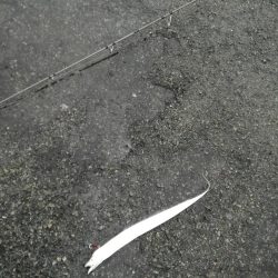 にごりの中のタチウオ