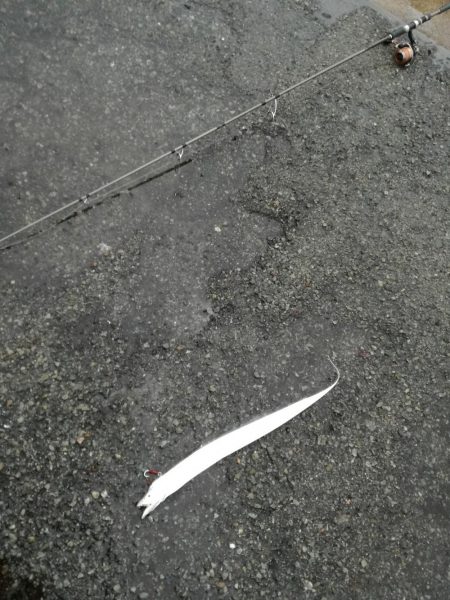 にごりの中のタチウオ