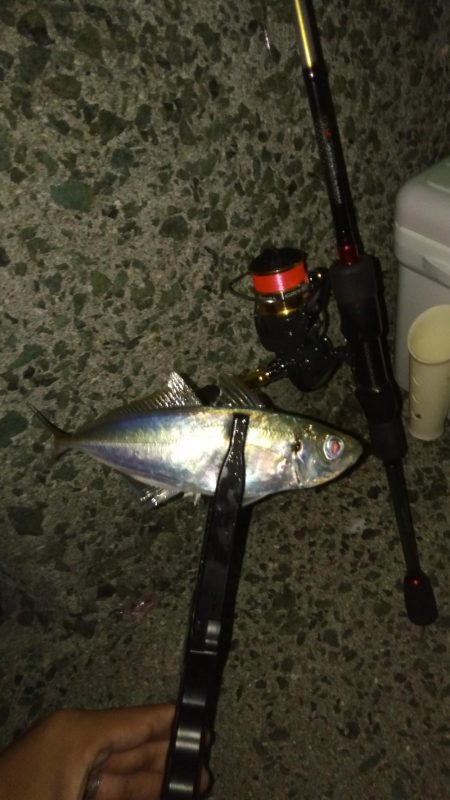 ちょっとだけアジング