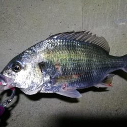 南港フェリーヘチ釣り （続渋い、小真チヌ、小キビレ 釣果）