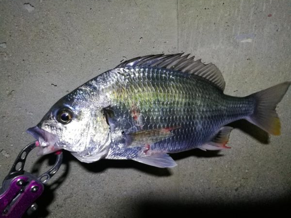 南港フェリーヘチ釣り （続渋い、小真チヌ、小キビレ 釣果）