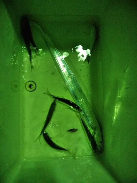 常夜灯アジング