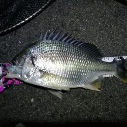南港フェリーヘチ釣り （キビレ35cm、小真チヌ 釣果）