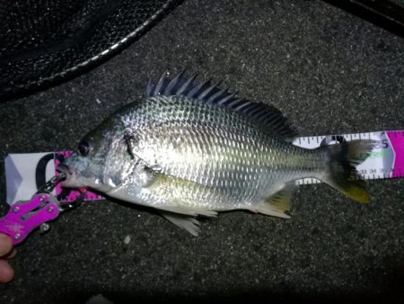 南港フェリーヘチ釣り （キビレ35cm、小…