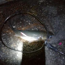 タチウオハマチねらい