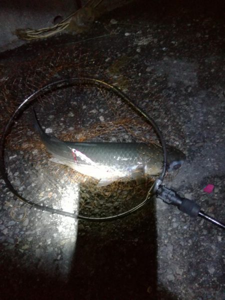 タチウオハマチねらい