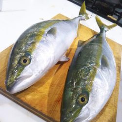 明石渋い青物…