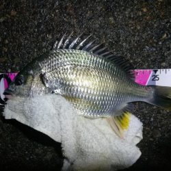 雨天の南港カモメ大橋ヘチ釣行 (キビレチヌ30cm、黒メバル釣果有り)