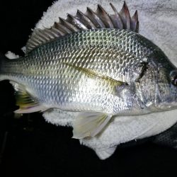 小雨降る、南港フェリーヘチ釣り （渋い！小キビレ、小真チヌ 釣果のみ）