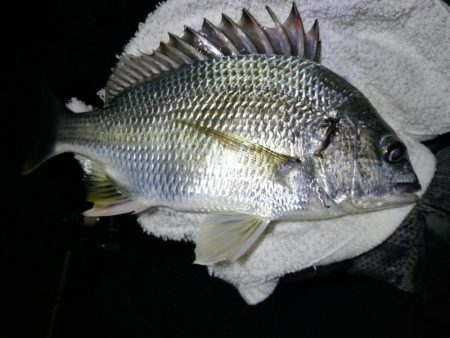 小雨降る、南港フェリーヘチ釣り （渋い！小…