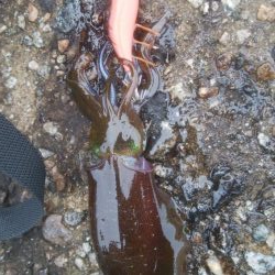 濁りの中、10日ぶり、アオリ5杯！！