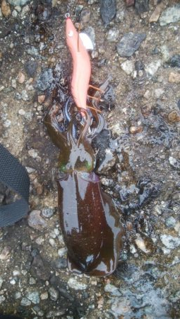 濁りの中、10日ぶり、アオリ5杯！！