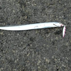 タチウオ活性高い！