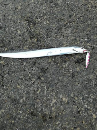 タチウオ活性高い！