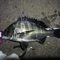 南港フェリーヘチ釣り (真チヌ37cm、小キビレチヌ 釣果)