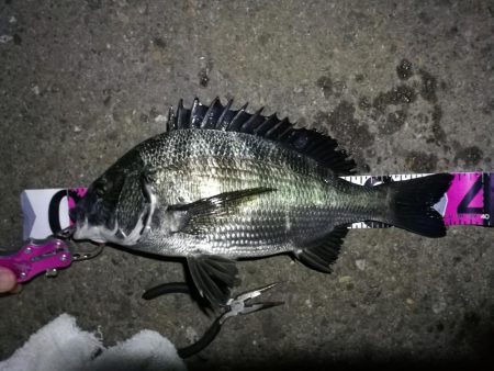 南港フェリーヘチ釣り （真チヌ37cm、小…