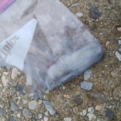 なんとか、アオリイカ1杯